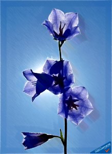 Bellflower - ID 16235-220253-0816
