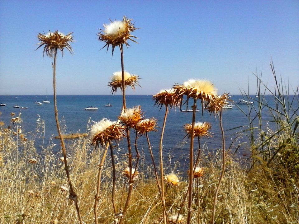 Water Sky Flower Plant