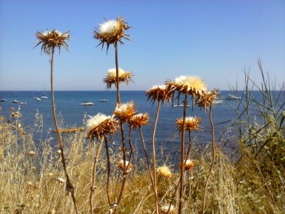 Water Sky Flower Plant