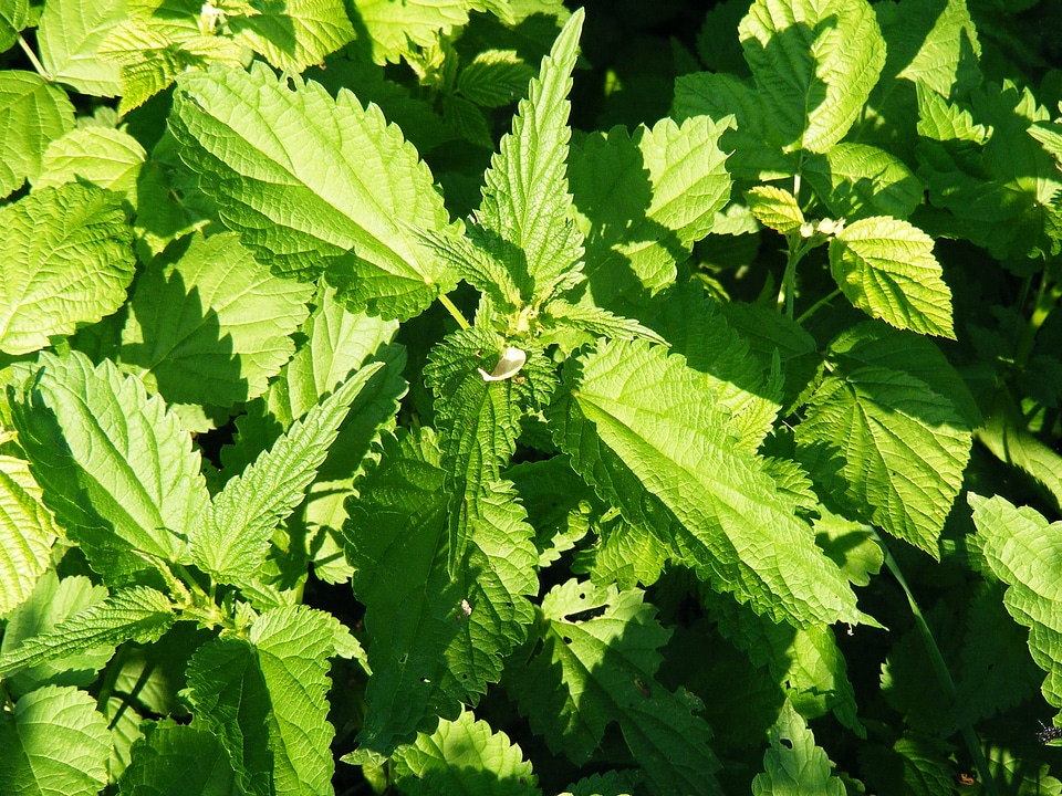 Nettle serotonin stinging