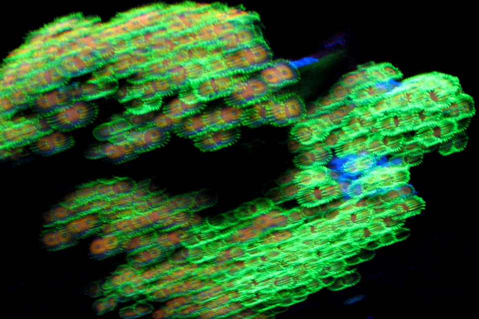 Green Streaky Sea Anemones