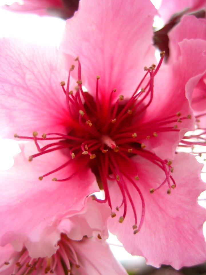 Flowers And Plants