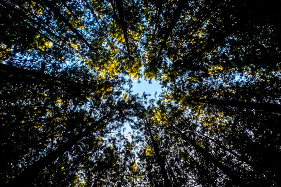 View Of Tree Canopy