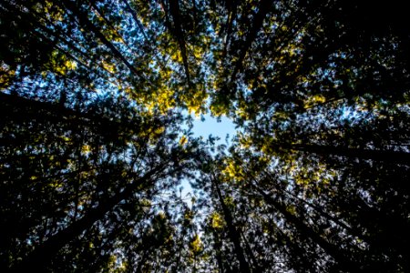 View Of Tree Canopy