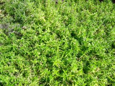 Gras