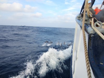Dolphins Playing