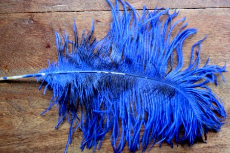 Big Blue Feather