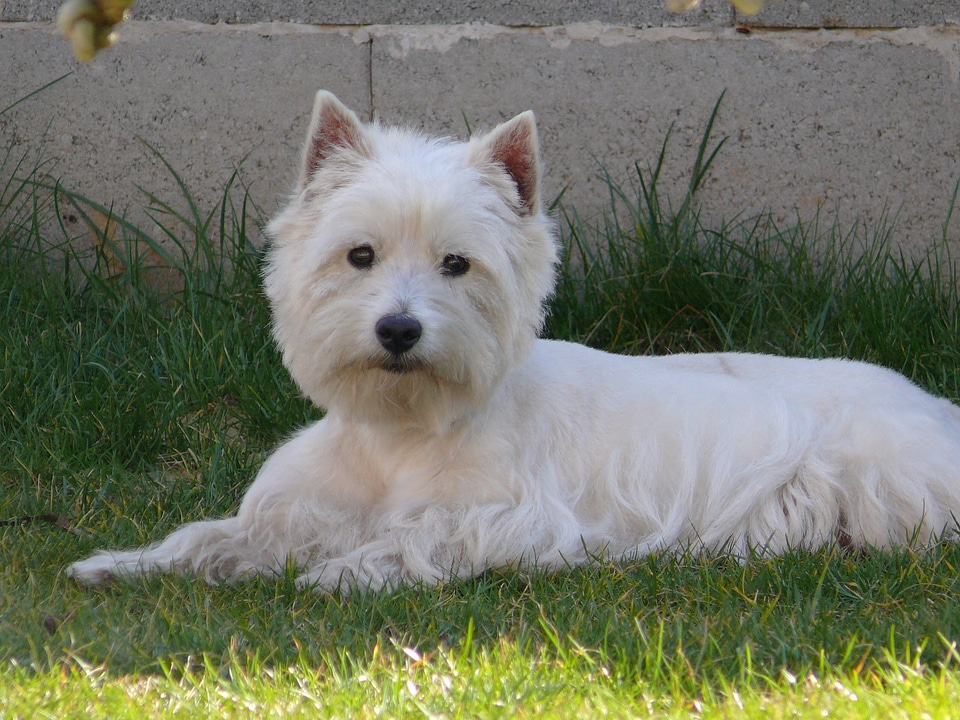 Dog animal pet