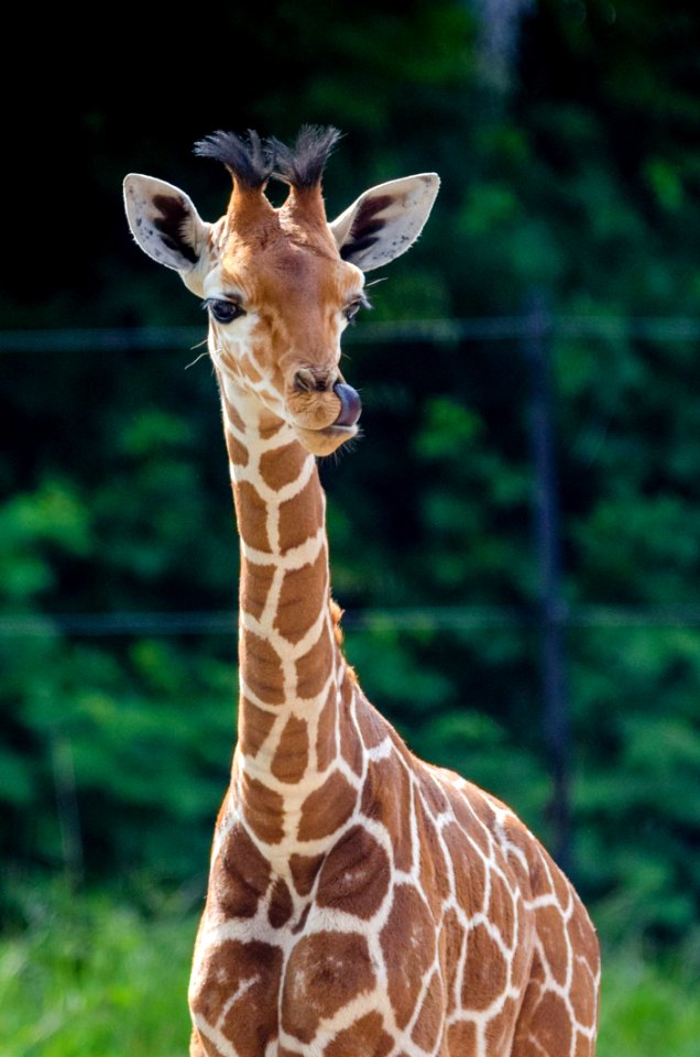Giraffe Baby