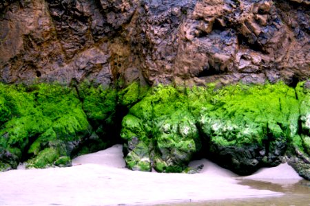 Moss At The Beach