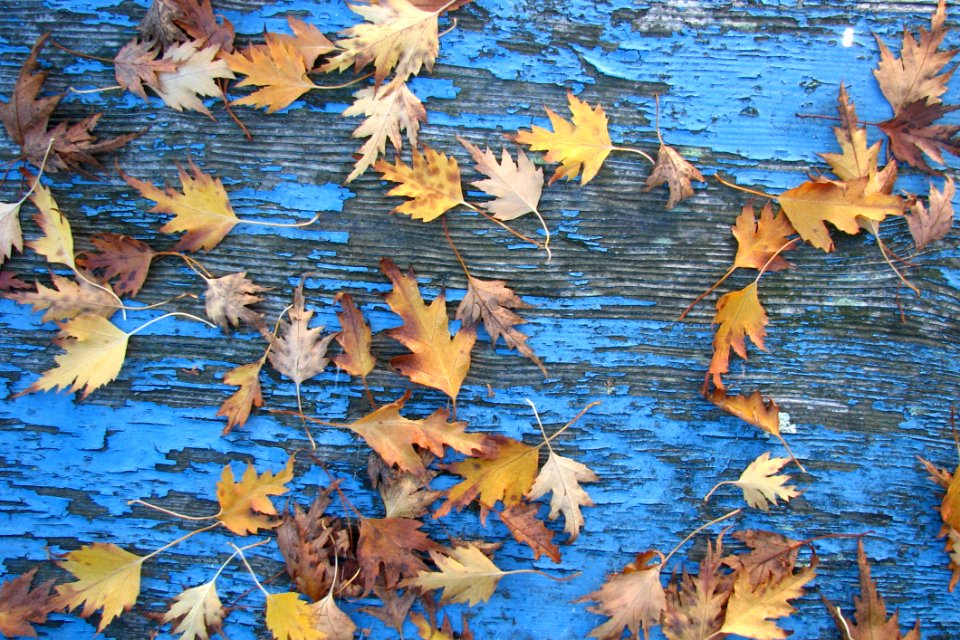 Leaves And Peeling Paint