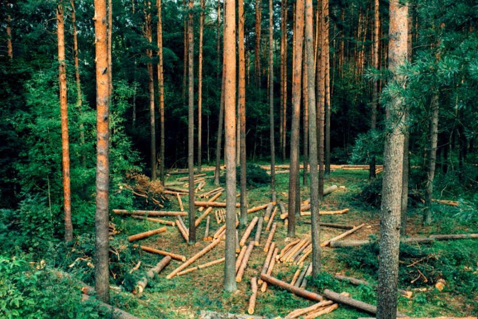 Logged Pines In Forest