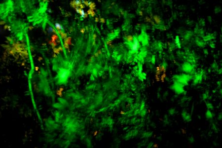Green Glowing Leafy Texture