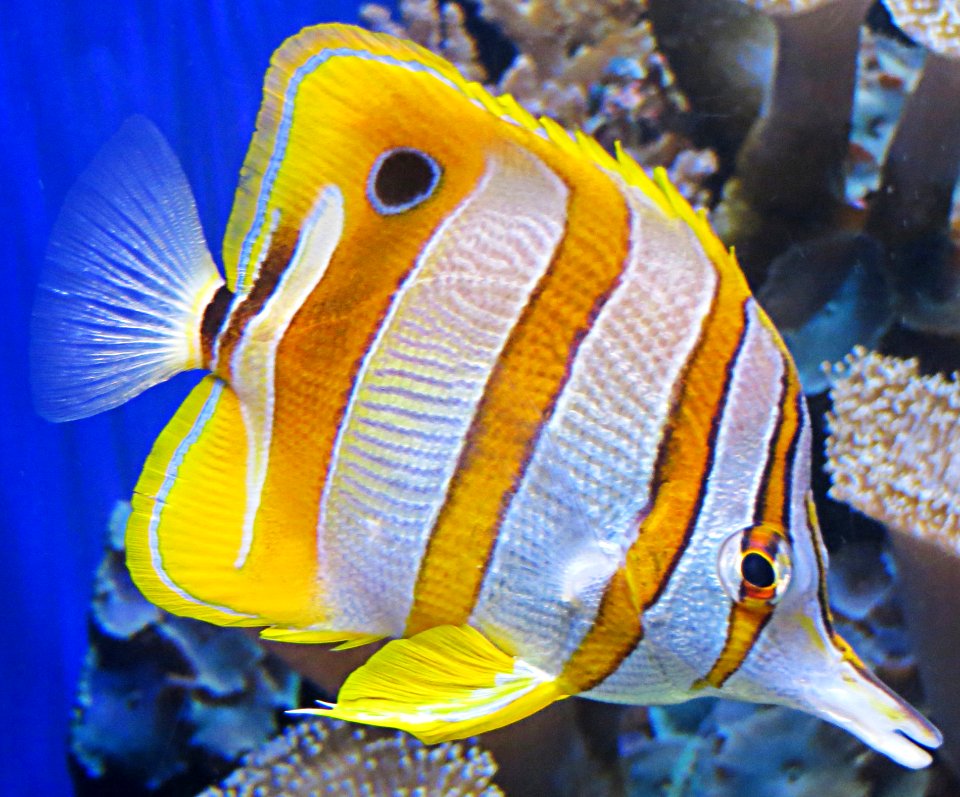 White And Yellow Tropical Fish photo