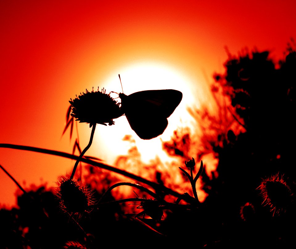 MM29A-1207 ANM BUTTERFLY SUN SIL S10 OP