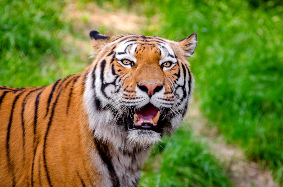 Siberian Tiger