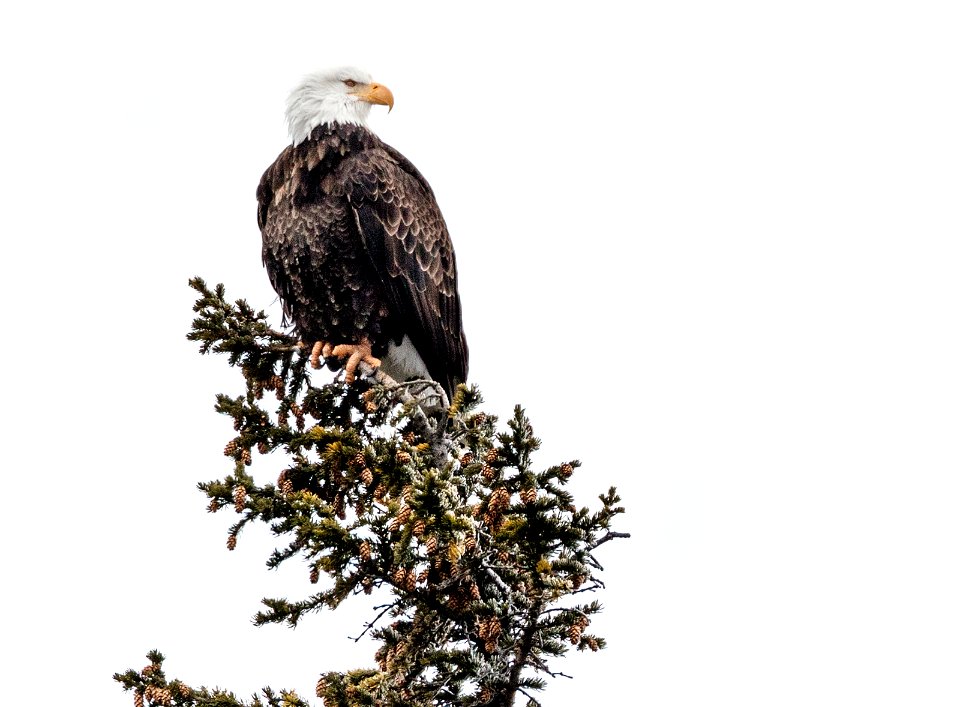 A young bald eagle surveys the world below in the vast Wyoming portion of Yellowstone National Park. Original image from Carol M. Highsmith’s America, Library of Congress collection.