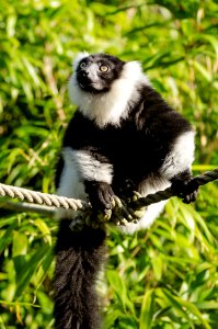 Black And White Ruffed Lemur