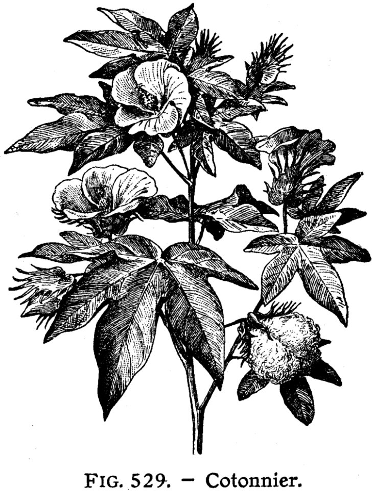 Flower Plant Botany Terrestrial Plant