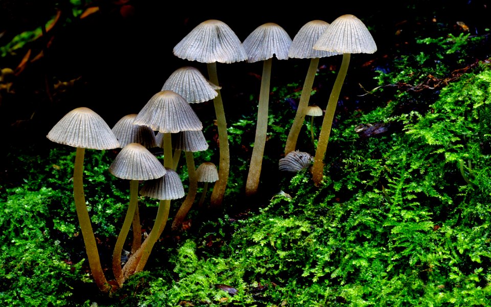 Fairy Inkcap Coprinellus Disseminatus