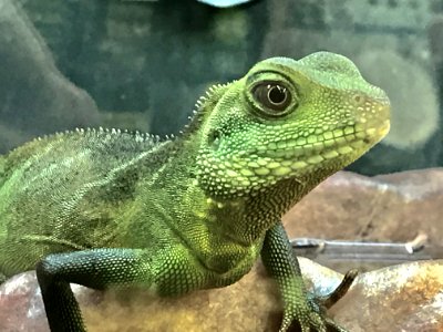 Green Iguana Lizard photo