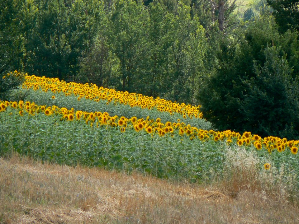 MM00-0807 ABRUZZO PLN SUNFLOWER FZ7 photo