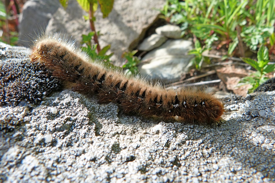 Macro nature urticant
