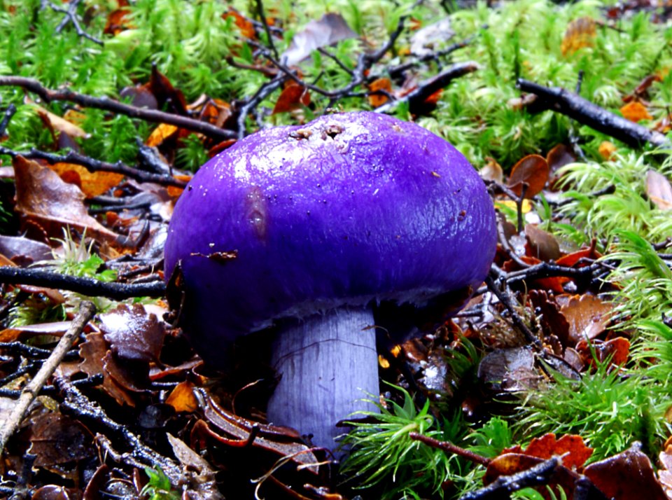 Cortinarius Porphyroideus