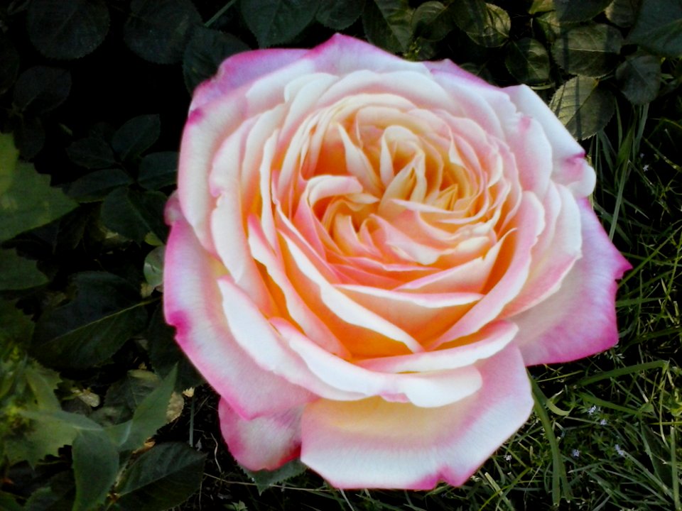 Flower Plant Petal Hybrid Tea Rose