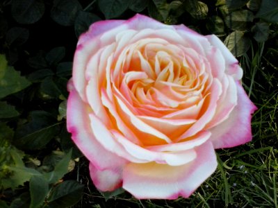 Flower Plant Petal Hybrid Tea Rose