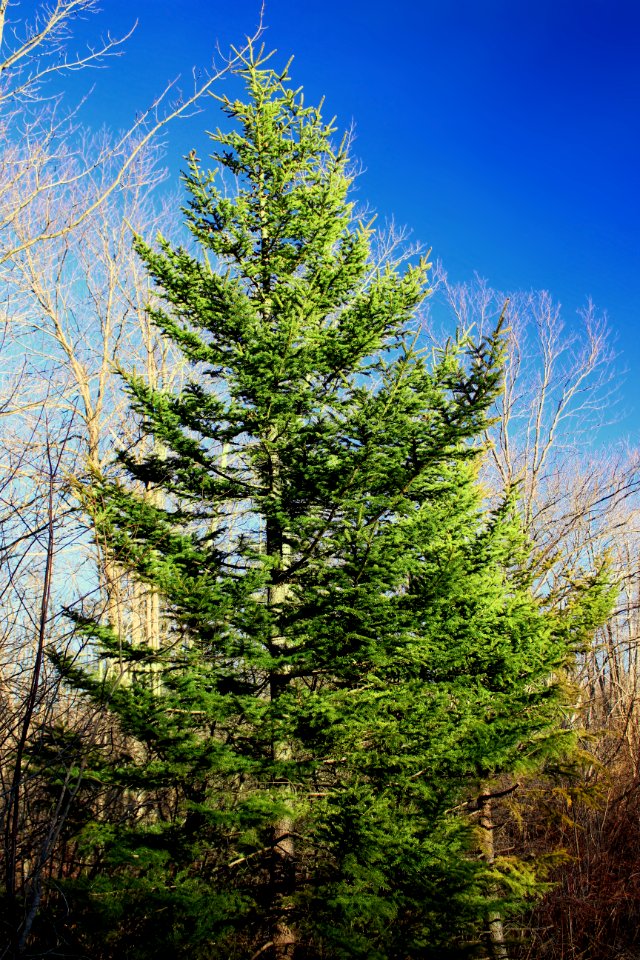 Old Route 611 Trail (5)