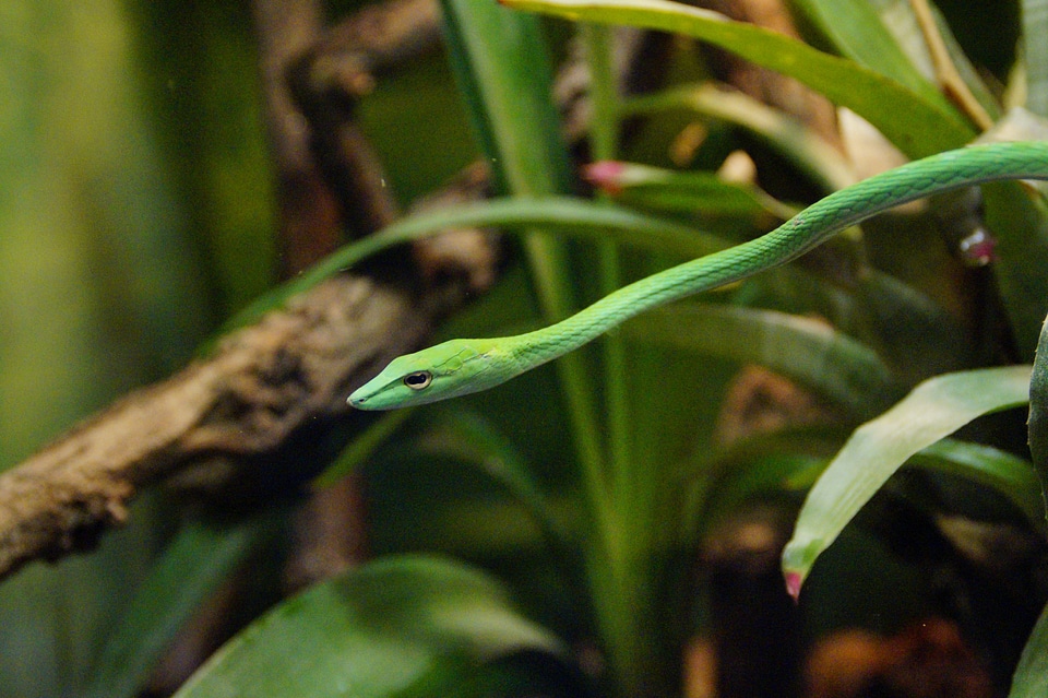 Tree sniffer masticophis flagellum asia