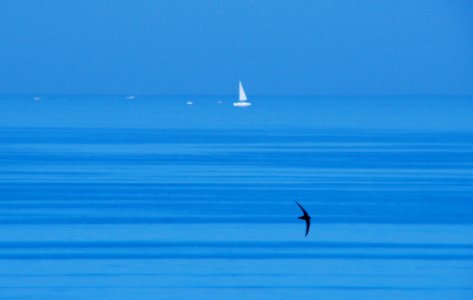 MM00A-1206 SEA ANM BIRD SAILING BOAT TEL FZ7