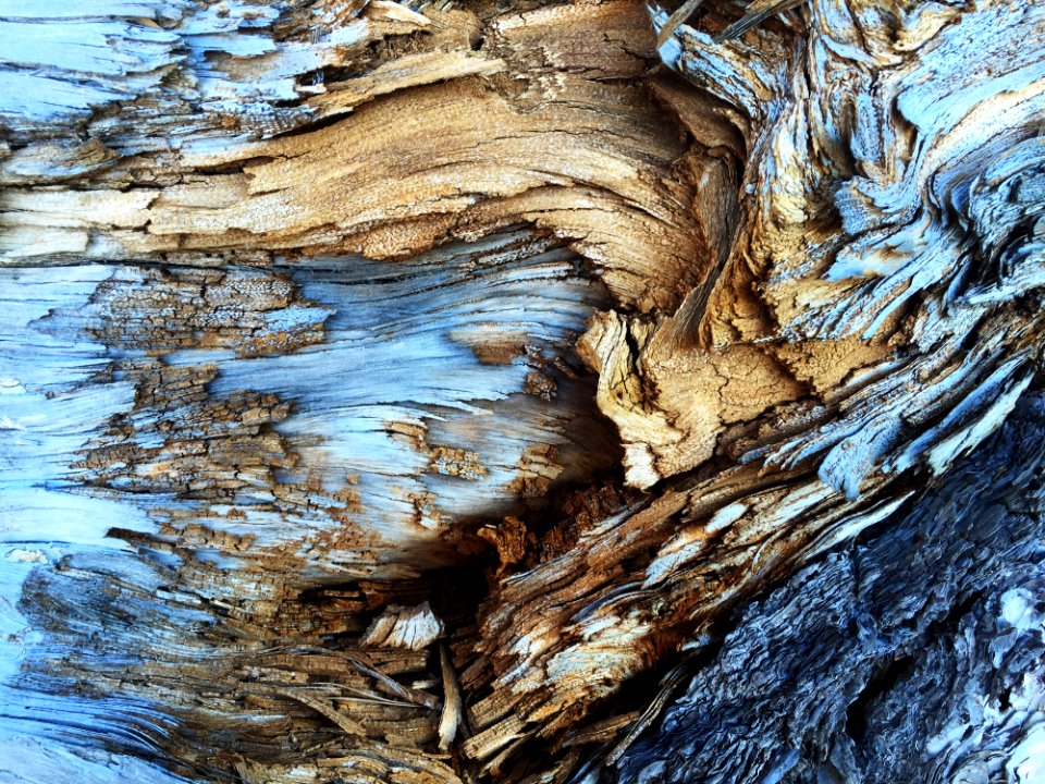 Decaying Wood Background Texture
