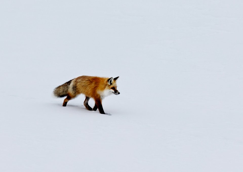 A red fox prowls for voles, hidden beneath the snow, in Yellowstone National Park in the western U.S. state of Wyoming. Original image from Carol M. Highsmith’s America, Library of Congress collection.