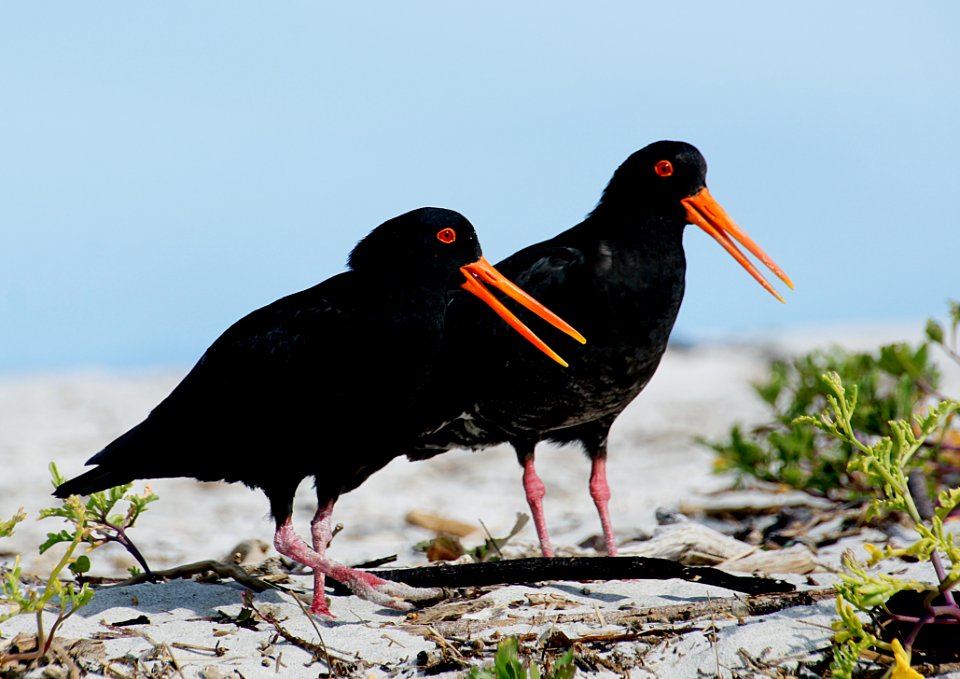 Variable Oystercatcher NZ