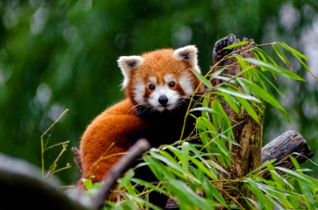 Red Panda