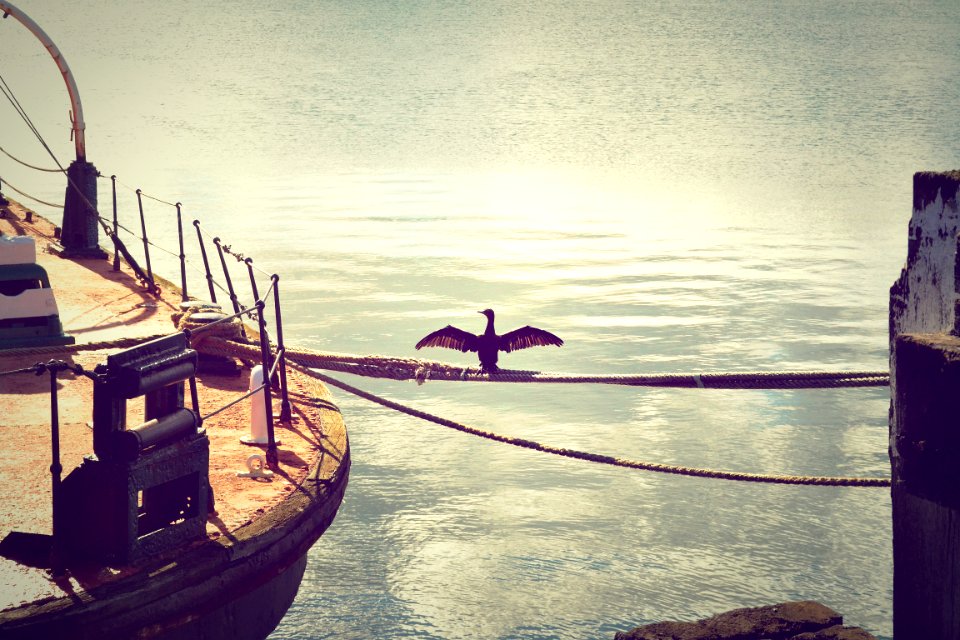 Bird With Outstretched Wings On Coiled Rope