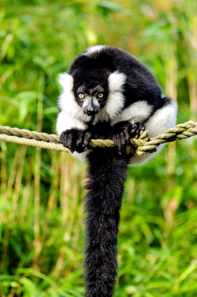 Black And White Ruffed Lemur
