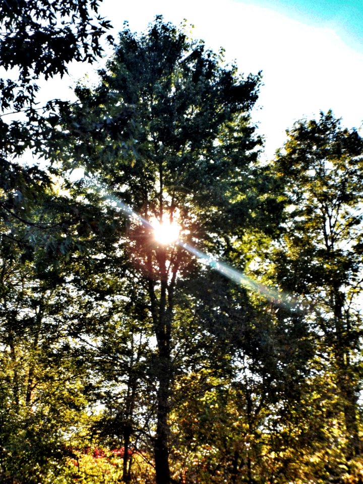Autumn Sun Through The Trees