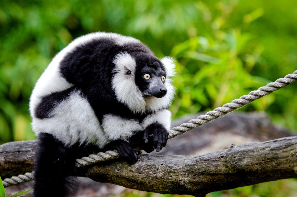 Black And White Ruffed Lemur