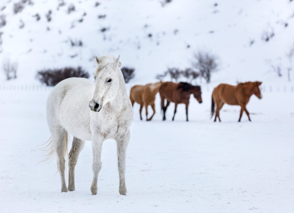 A mixed herd of wild and domesticated horses frolics on the Ladder Livestock ranch, at the Wyoming-Colorado border. Original image from Carol M. Highsmith’s America, Library of Congress collection.