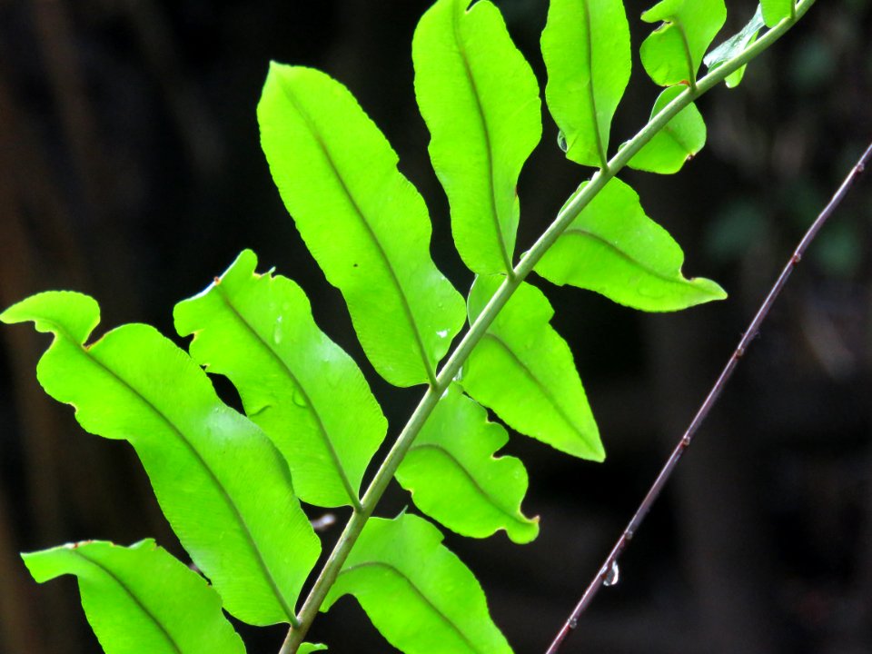 Bright Green Plant Leaves