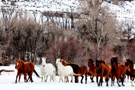A mixed herd of wild and domesticated horses frolics on the Ladder Livestock ranch, at the Wyoming-Colorado border. Original image from Carol M. Highsmith’s America, Library of Congress collection. photo