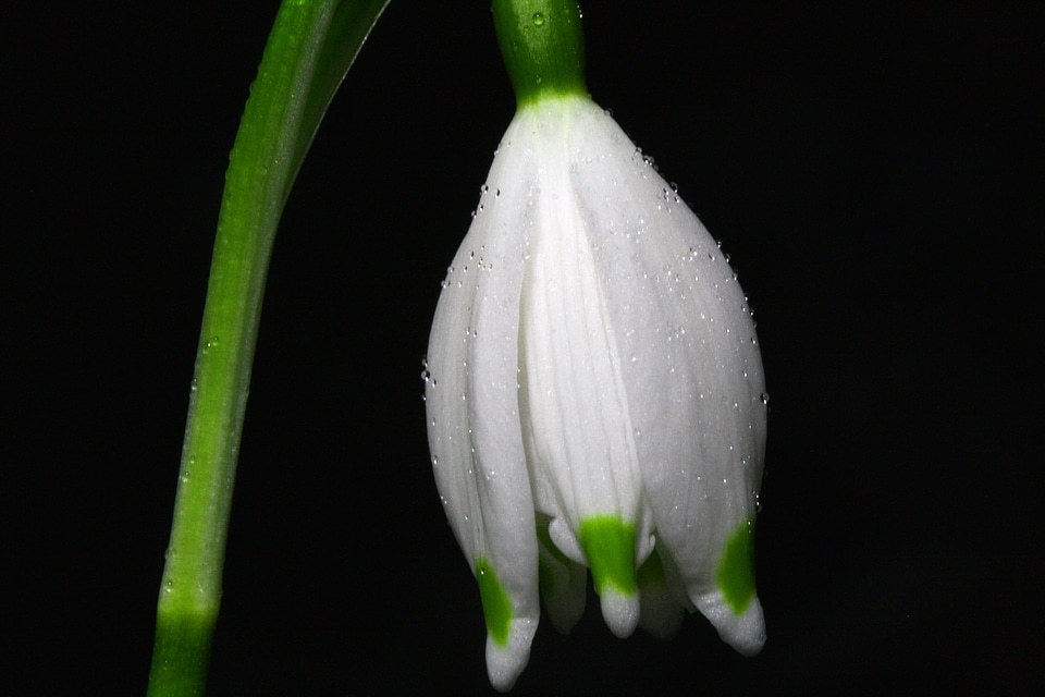 Bloom white macro