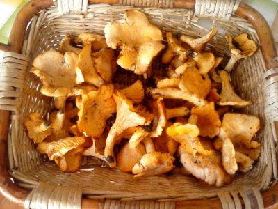 Funghi Galetti photo