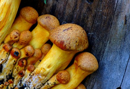 Gymnopilus