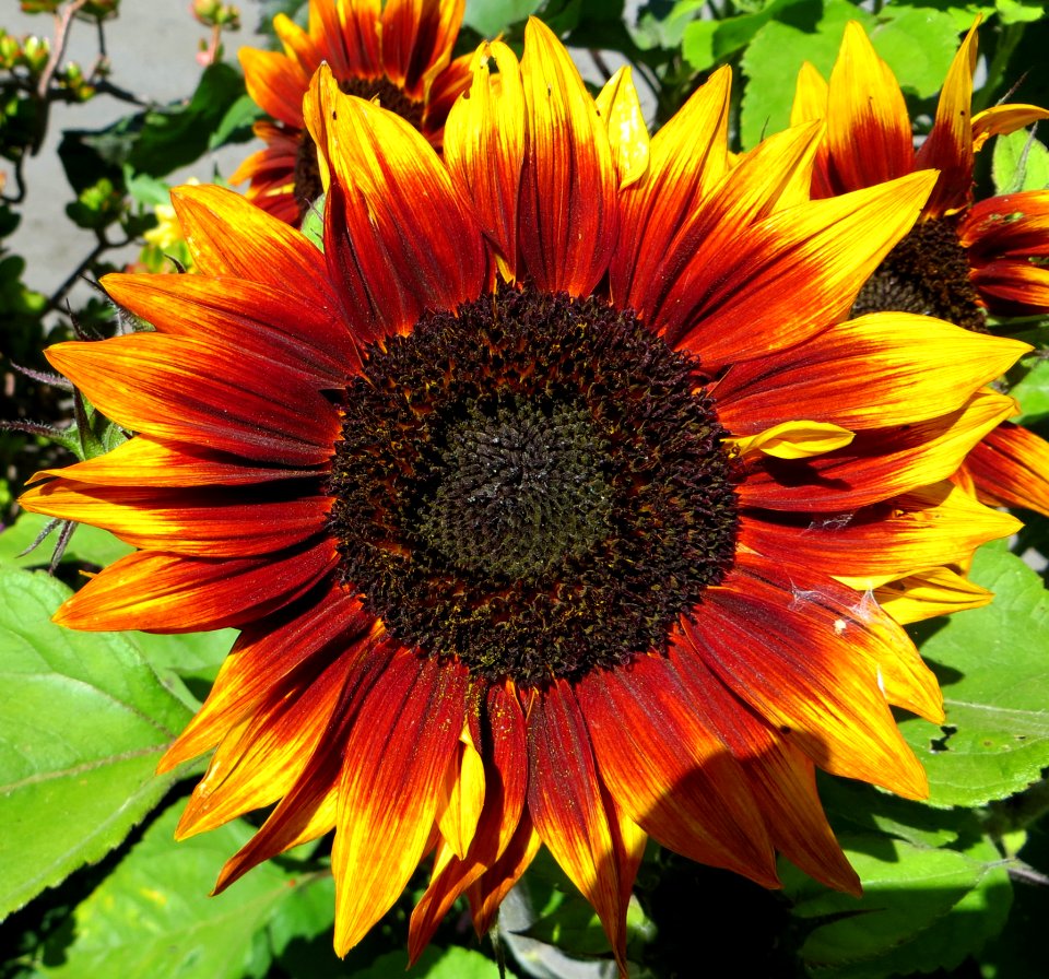 Red Sunflowers 2