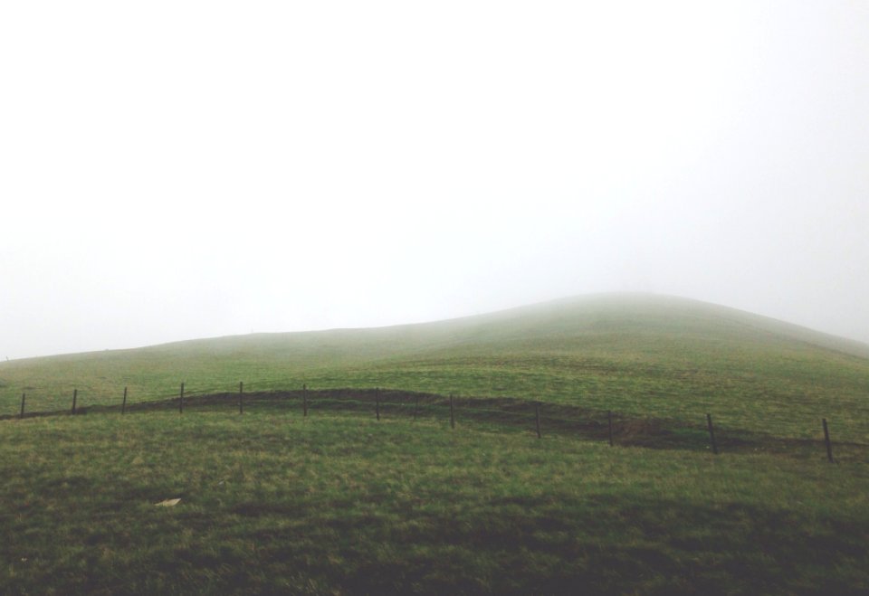 Green Field Background Texture