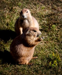 Fat and sassy prairie dogs on the grounds of Devil's Tower National Monument in Crook County, Wyoming. Original image from Carol M. Highsmith’s America, Library of Congress collection. photo